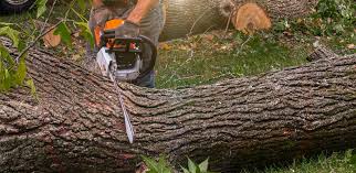 Best Tree Maintenance Programs  in Scotts Valley, CA